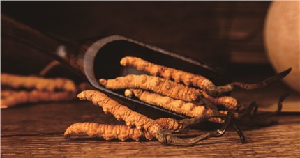 什么是斷草？斷草和冬蟲夏草的區(qū)別和購(gòu)買常識(shí)